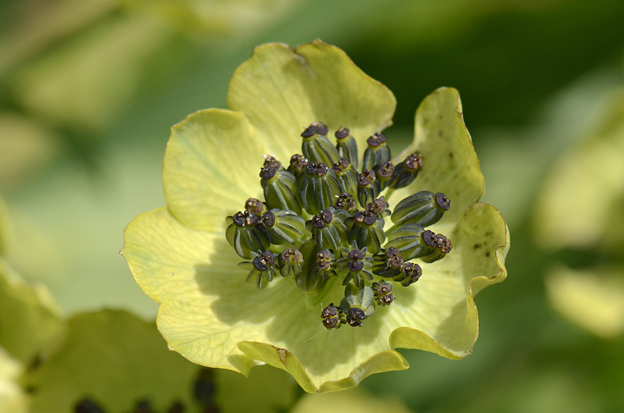 Bupleurum stellatum / Bupleuro stellato
